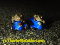/home//u458753944/public_html/sourcegallery/////////////////////////////Roxborough Toad Detour/2023/2023-03-23/P3230641.JPG